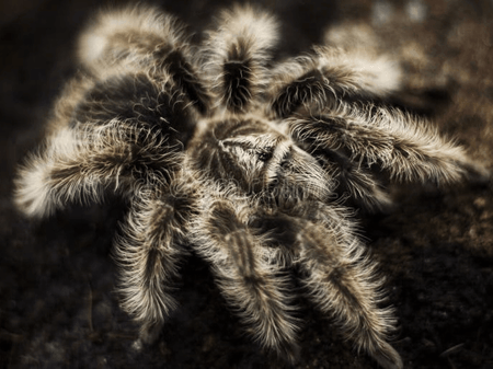 Tarantula Avatar