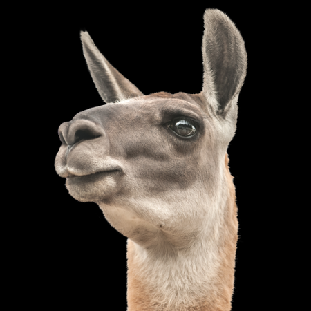 ChatLlama Avatar